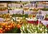 Netherland's famous flower shops